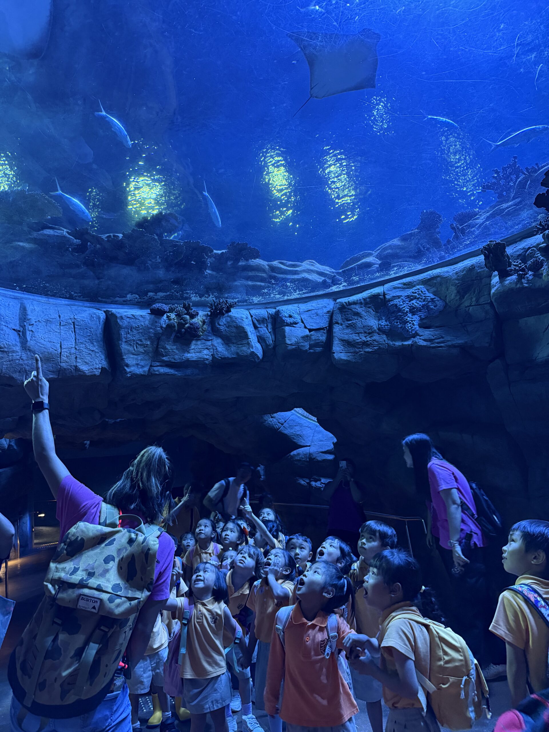 水族生物觀察